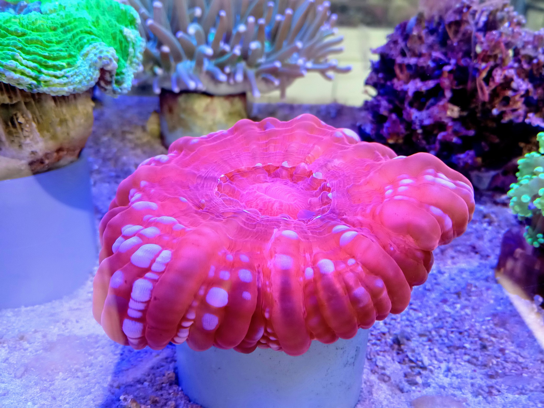 コハナガタサンゴ(美レッド)