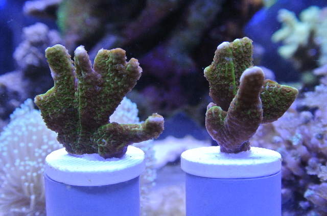 コンフサコモンサンゴ(美グリーン　小さめプラグ付)