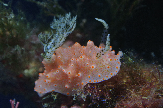 コンペイトウウミウシ