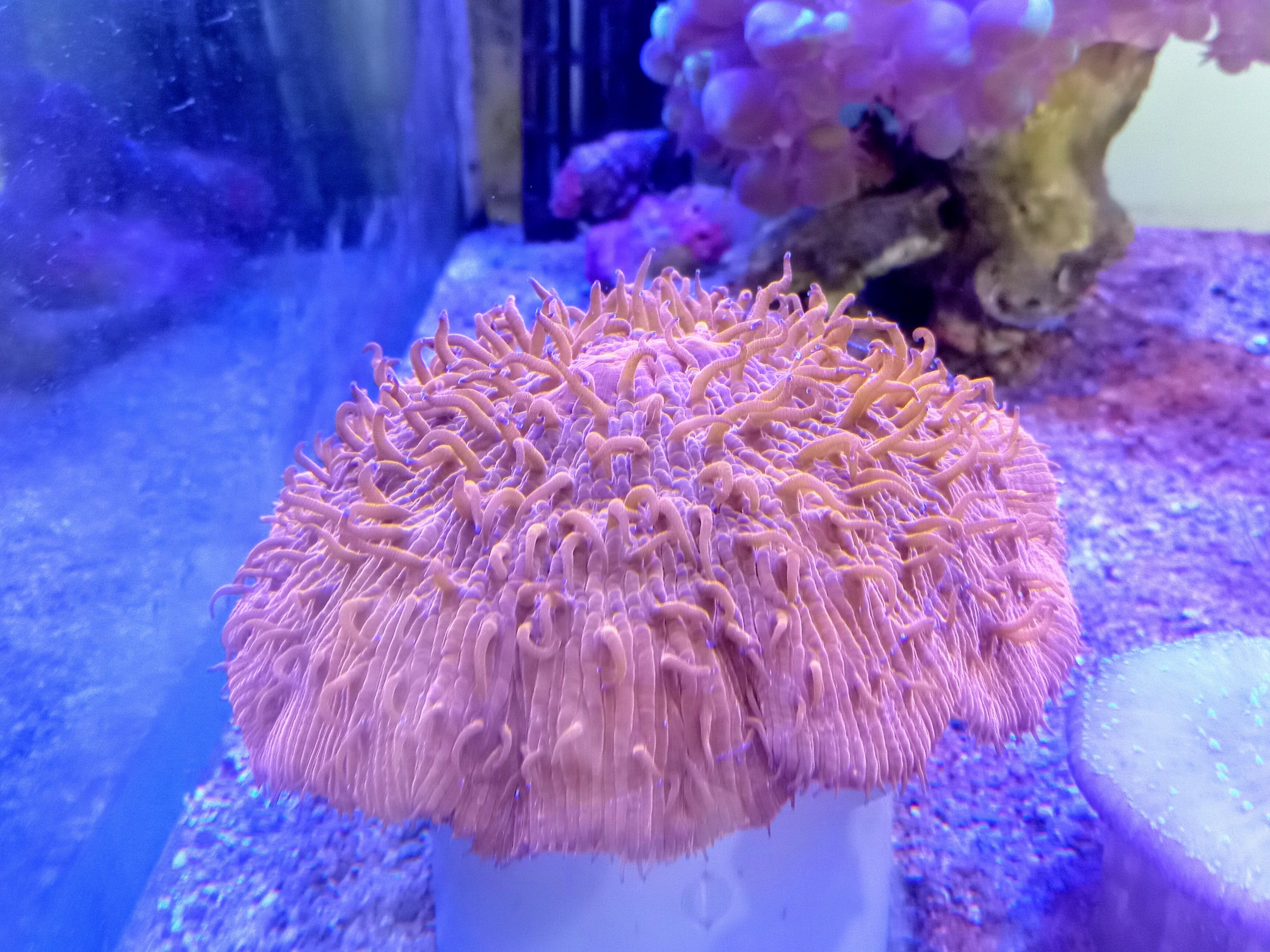 クサビライシ(美オレンジ)