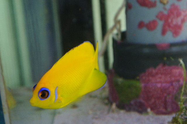 レモンピール(フィジー産)