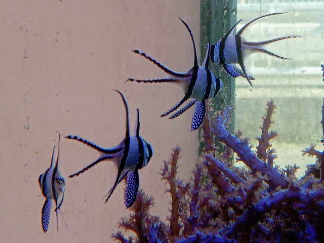 プテラポゴンカウデルニー