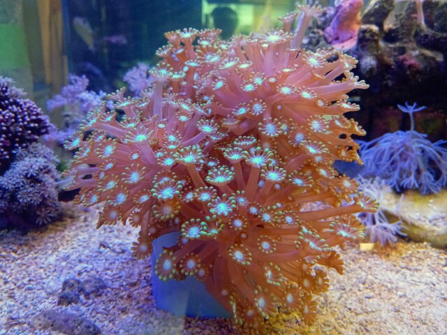 エダアワサンゴ(美グリーン ロングポリプ)の芽