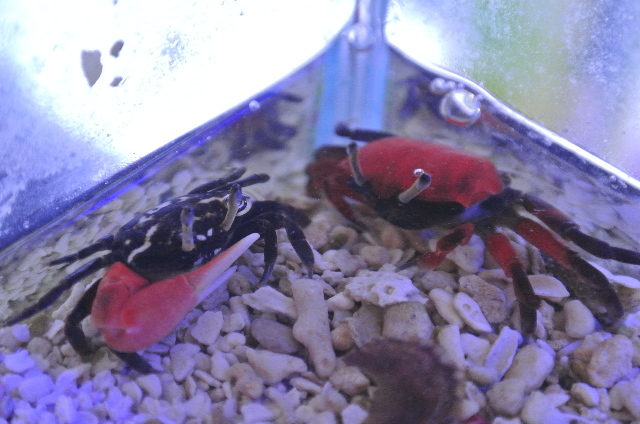 色残抜群】ベニシオマネキ かに カニ 蟹 ガニ シャコ エビ ロブ 昆虫