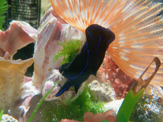 ブルーラインスラッグ