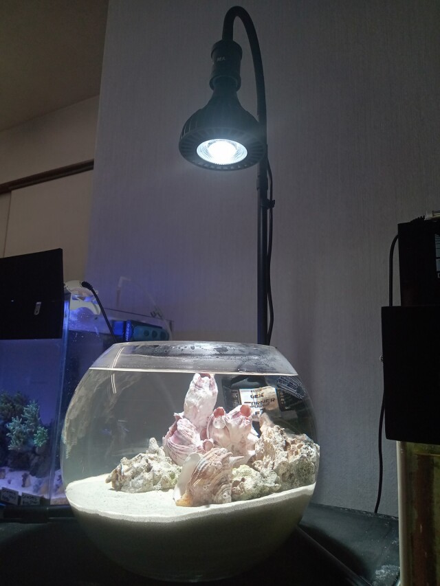 マリンボトルアクアリウム水槽セット(直径30cm)