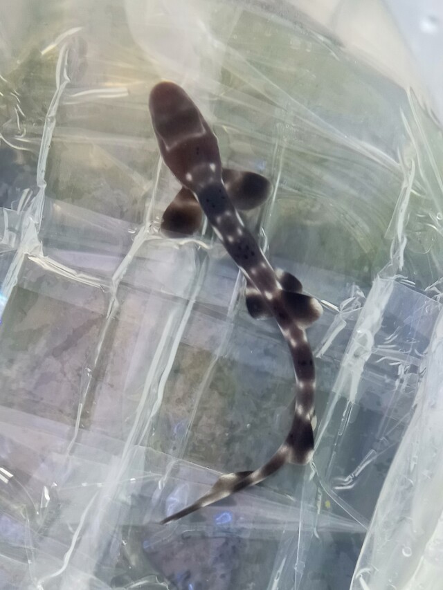 コーラルキャットシャーク(ベビー)