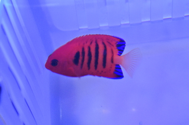 海水魚 海水魚サンゴ販売専門店 マリンキープ