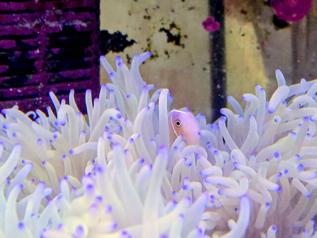 ハナビラクマノミ