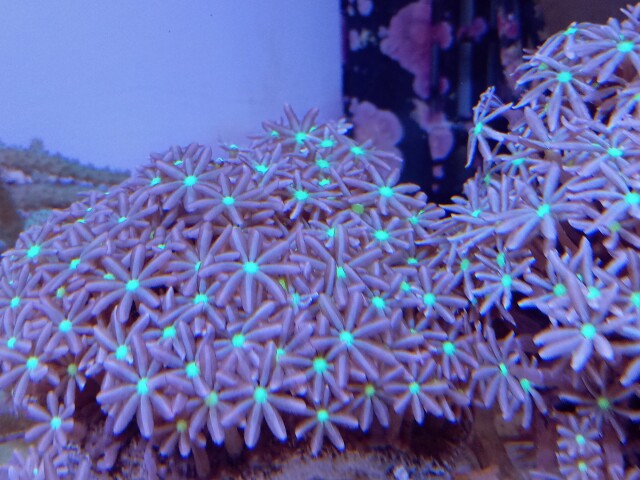 ハナヅタ(美センターグリーン)