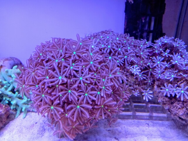 ハナヅタ(美センターグリーン)の芽