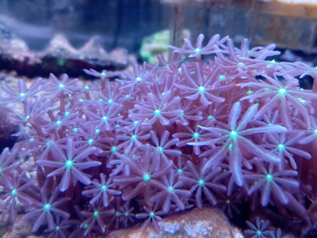 ハナヅタ(美センターグリーン 小さめ)