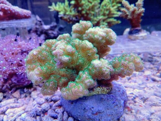 ハナヤサイサンゴ(美メタリックグリーン)の芽