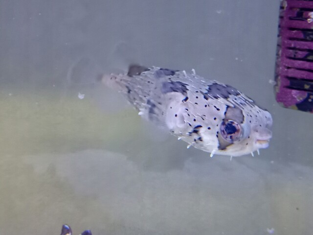 ハリセンボン(小さめ)