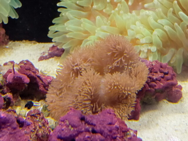 イソギンチャクやサンゴに共生 かわいいイソギンチャクモエビ イソギンチャクやサンゴに共生 かわいいイソギンチャクモエビ