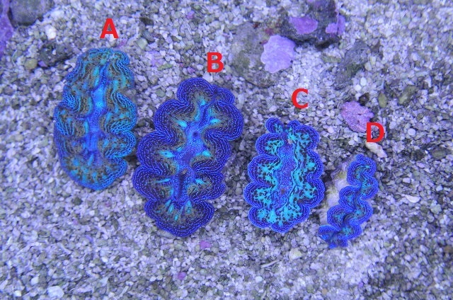 ヒメシャコガイ（スペシャルカラー　小さめ）沖縄産