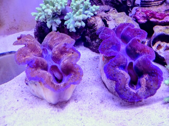 ヒメシャコガイ（美カラー）沖縄産