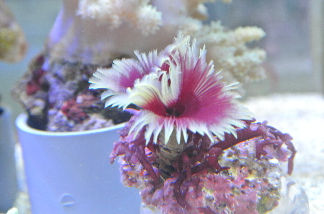 ホンケヤリ(極美パープルイエロー)岩付