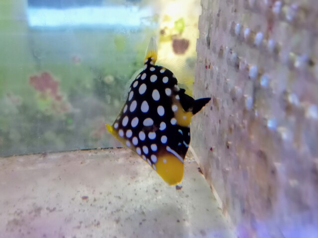 モンガラカワハギ(幼魚)