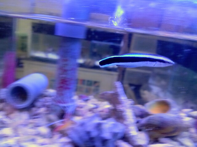 ホンソメワケベラ(小さめ)