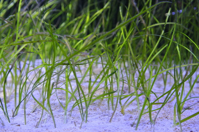 ホソバアマモ(３株)