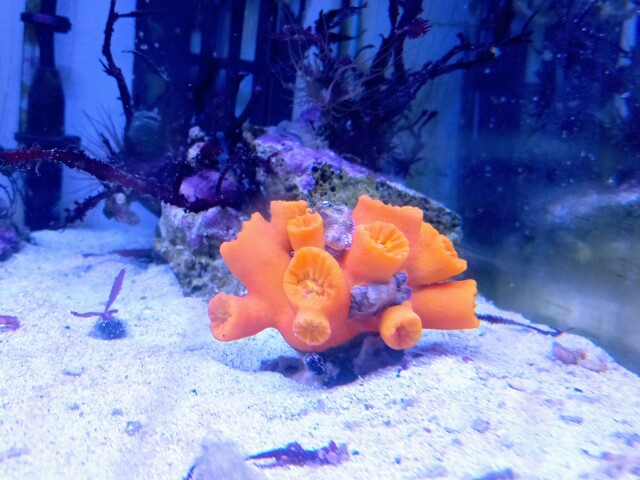 キサンゴ(美オレンジ　小さめ)