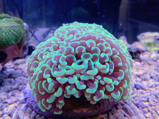 カンムリハナサンゴ(美グリーン)