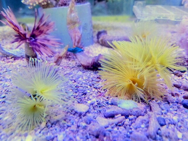 カラードフィンガーチューブ(イエロー)