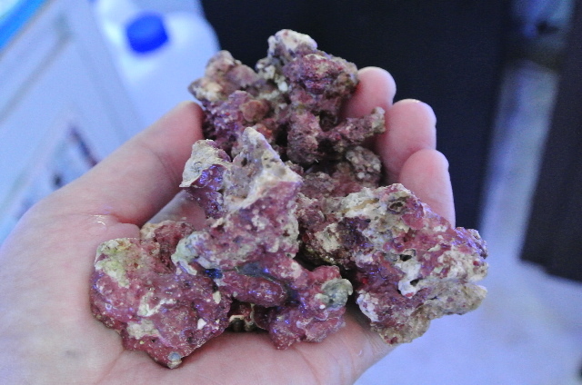 ミニライブロック