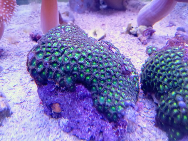 マメスナギンチャク(美グリーン)沖縄産