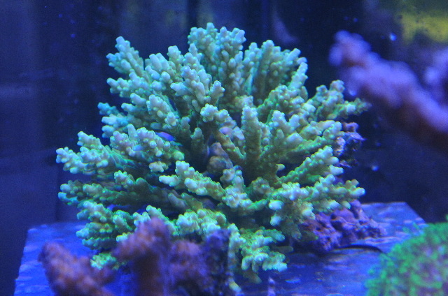 ミドリイシ(美メタリックグリーン　八重山産)Ｂ個体