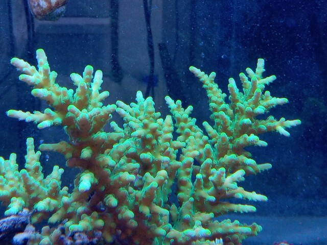 ミドリイシ(極美メタリックグリーン　八重山産)の芽