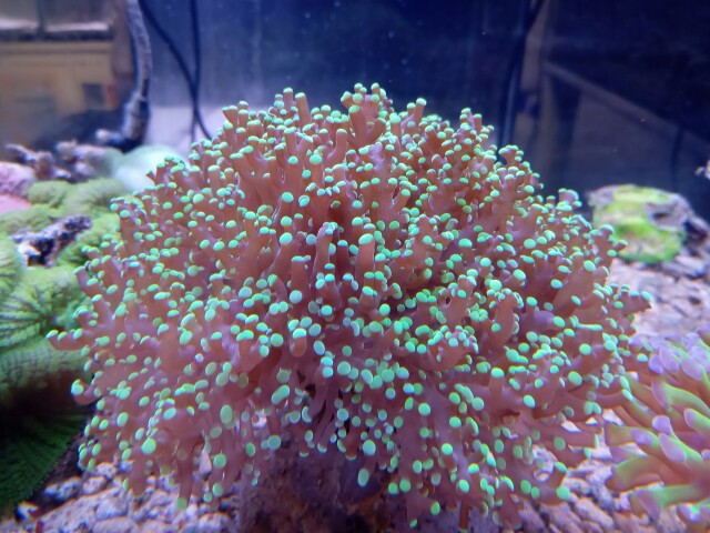 コエダナガレハナ(極美蛍光グリーンチップ)