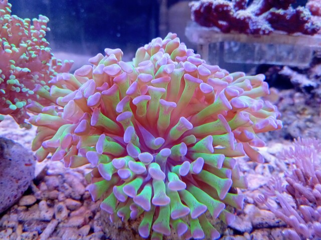 ナガレハナ(美グリーン)の芽