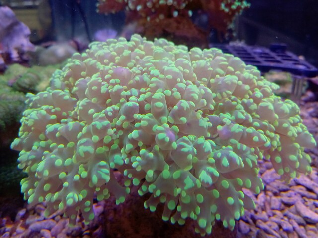 コエダナガレハナ(美蛍光クリアグリーン)