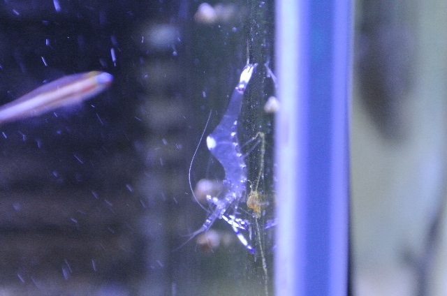 ニセアカホシカクレエビ(沖縄産)