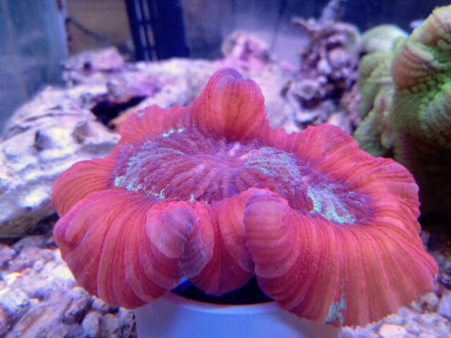 オオバナサンゴ(美レッド＆グリーン)