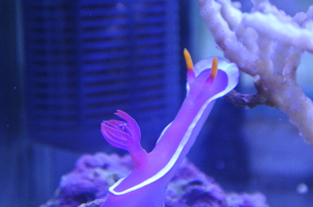 パープルスラッグ