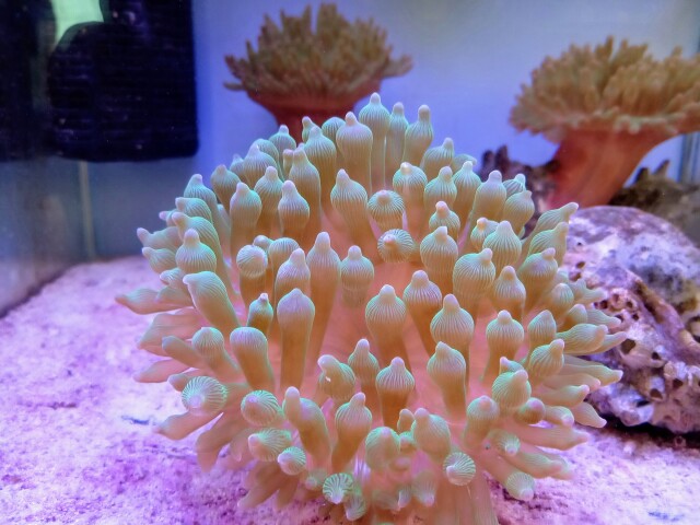 サンゴイソギンチャク(美グリーン 小さめ)近海産