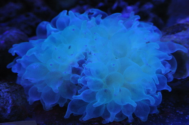 ハタゴイソギンチャクその他 海水魚サンゴ販売専門店 マリンキープ