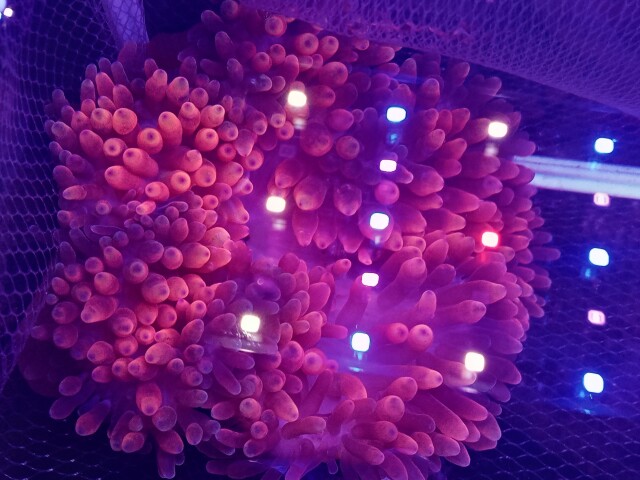 サンゴイソギンチャク(スーパーレッド)マニラ産