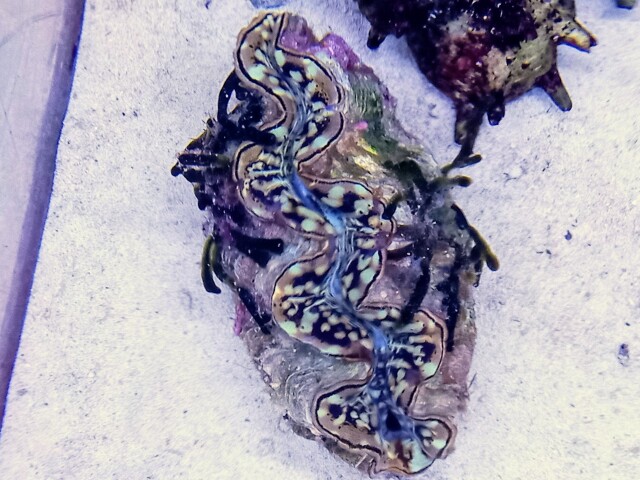 極美スカイブルー☆ヒメシャコガイ沖縄産