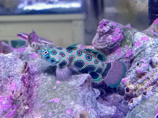 スポットマンダリン