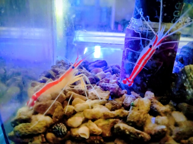 スカンクシュリンプ(大きめ)