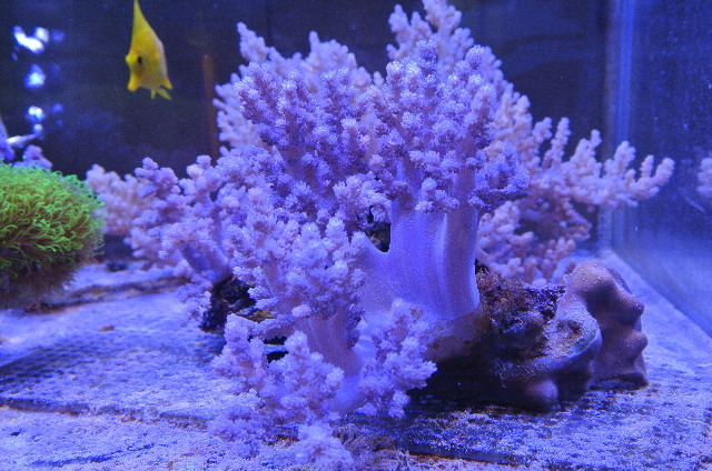 グッドサイズ 美パープルスジチヂミトサカ