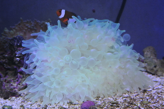 美蛍光クリアグリーン タマイタダキイソギンチャク