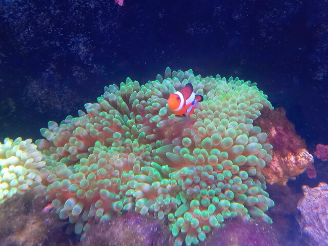 タマイタダキイソギンチャク(美グリーン 大きめ)マニラ産