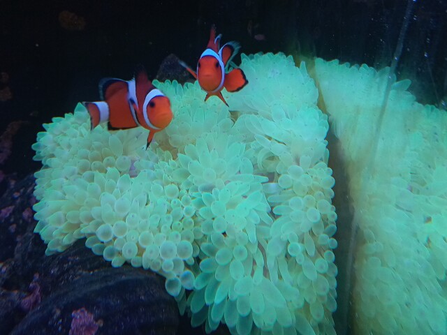 タマイタダキイソギンチャク(美蛍光グリーン 大きめ)マニラ産