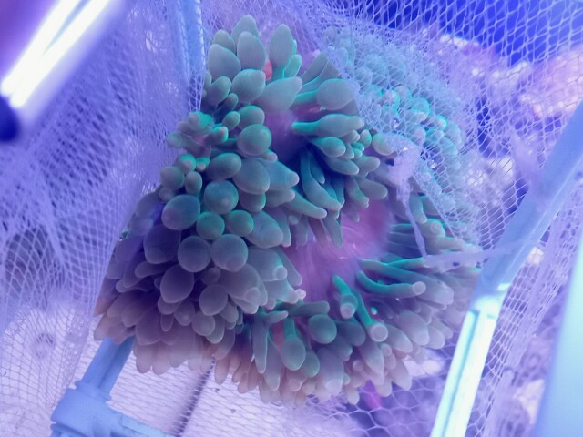 タマイタダキイソギンチャク(美グリーン)マニラ産