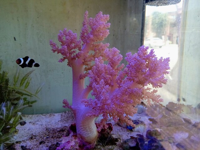 サンゴ（スジチヂミトサカ、タコアシサンゴ、キクメイシなど）